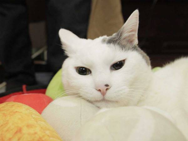 「そこに寝たら、あんみつの…あんこじゃん…」　猫用クッションが素晴らしいデザイン