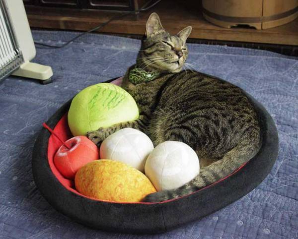 「そこに寝たら、あんみつの…あんこじゃん…」　猫用クッションが素晴らしいデザイン