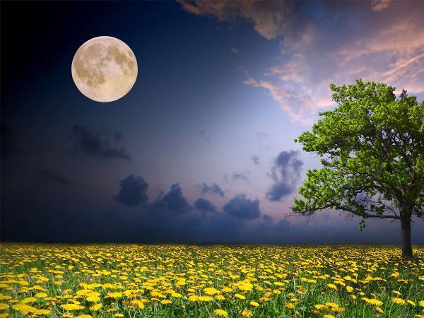 満月に願いを…　５月７日は願いが叶うフラワームーン