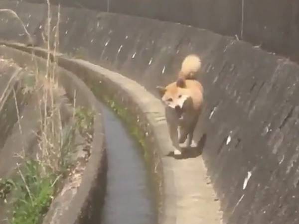 「コミカルすぎぃッ！」　柴犬の『走り方』に、吹き出す人が続出！