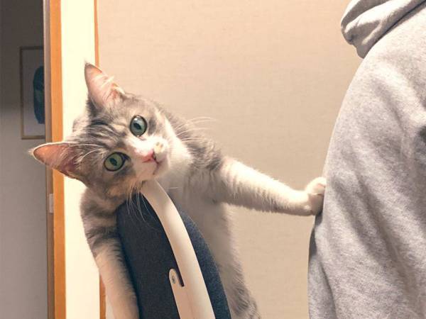 ものすごい形相で飼い主に怒る猫　「眼力がすごすぎる」「浮世絵に出てきそう」