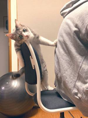 ものすごい形相で飼い主に怒る猫　「眼力がすごすぎる」「浮世絵に出てきそう」