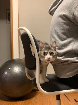 ものすごい形相で飼い主に怒る猫　「眼力がすごすぎる」「浮世絵に出てきそう」