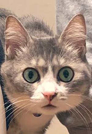 ものすごい形相で飼い主に怒る猫　「眼力がすごすぎる」「浮世絵に出てきそう」