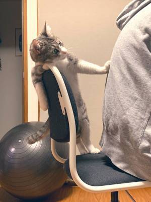 ものすごい形相で飼い主に怒る猫　「眼力がすごすぎる」「浮世絵に出てきそう」