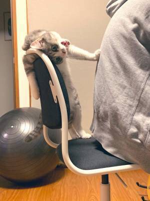 ものすごい形相で飼い主に怒る猫　「眼力がすごすぎる」「浮世絵に出てきそう」