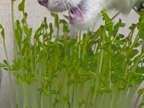 自家栽培を始めたら思わぬ落とし穴　邪魔した犯人の姿に爆笑