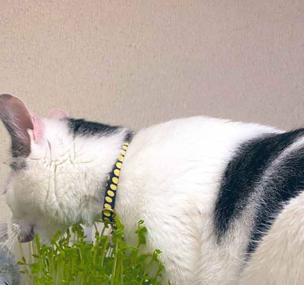 自家栽培を始めたら思わぬ落とし穴　邪魔した犯人の姿に爆笑