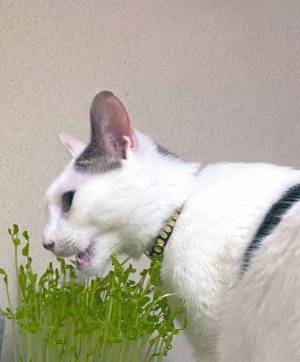 自家栽培を始めたら思わぬ落とし穴　邪魔した犯人の姿に爆笑