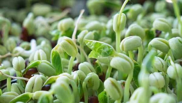 自家栽培を始めたら思わぬ落とし穴　邪魔した犯人の姿に爆笑