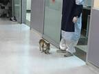 野良猫が具合の悪い子猫をくわえて病院へやってきた　すると医師たちは…