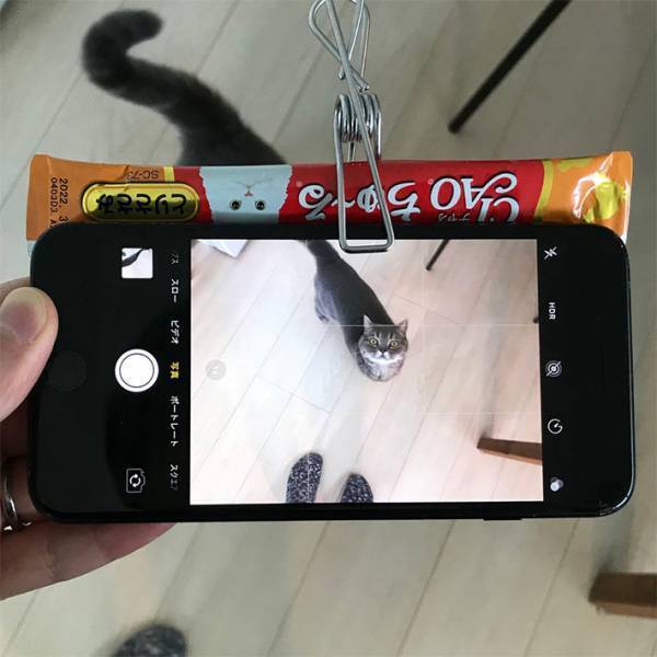 愛猫の熱いまなざしの先に…　Twitterに投稿された１枚に反響　「笑った」「いいアイディア」