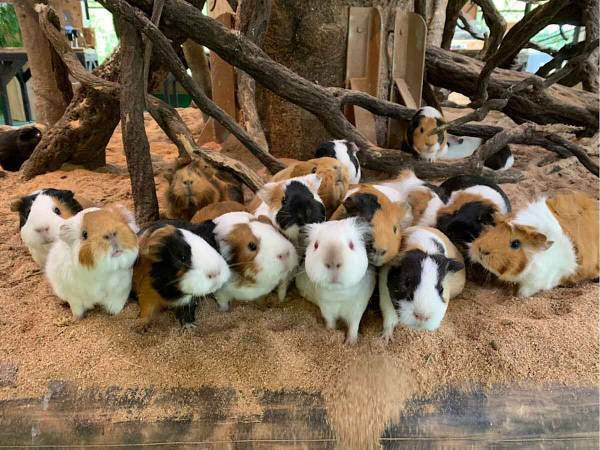 これは食べられないけど！可愛すぎる『お寿司』に見るだけで癒されるされる人続出