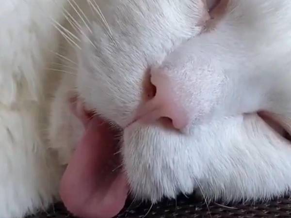 『野性を忘れた猫』の本気がコチラ！　「ハンパねぇ」「生きてる？」