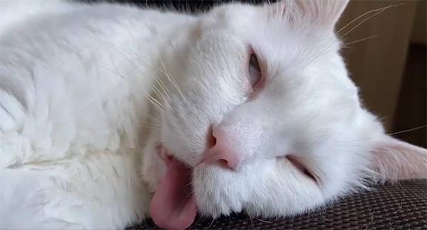 『野性を忘れた猫』の本気がコチラ！　「ハンパねぇ」「生きてる？」