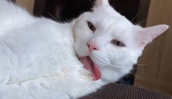 『野性を忘れた猫』の本気がコチラ！　「ハンパねぇ」「生きてる？」