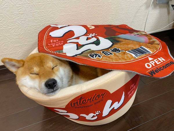 「きつねうどんいかがでしょうか？」　柴犬を写した『４枚』が、世界中で大反響！