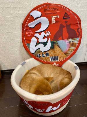 「きつねうどんいかがでしょうか？」　柴犬を写した『４枚』が、世界中で大反響！
