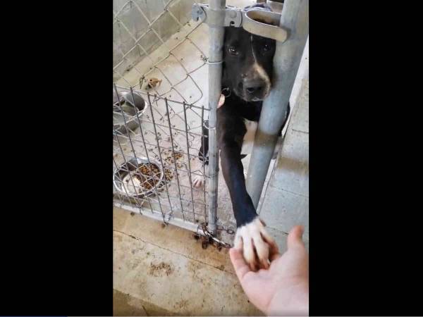 職員の手を離したがらない保護犬の姿に涙する人が続出　すると数週間後…