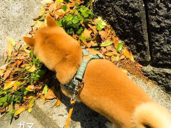 愛犬と散歩中、野花の名前をアプリで調べていると…　「完全に一致」「笑った」