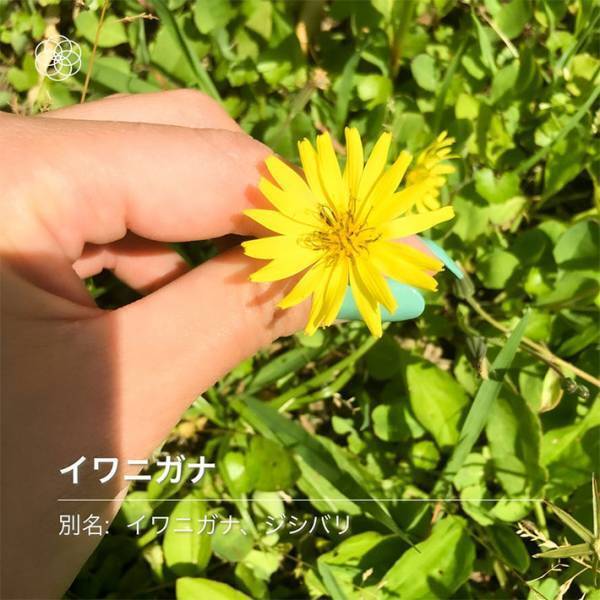 愛犬と散歩中、野花の名前をアプリで調べていると…　「完全に一致」「笑った」