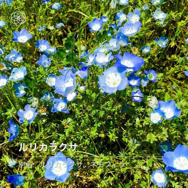 愛犬と散歩中、野花の名前をアプリで調べていると…　「完全に一致」「笑った」