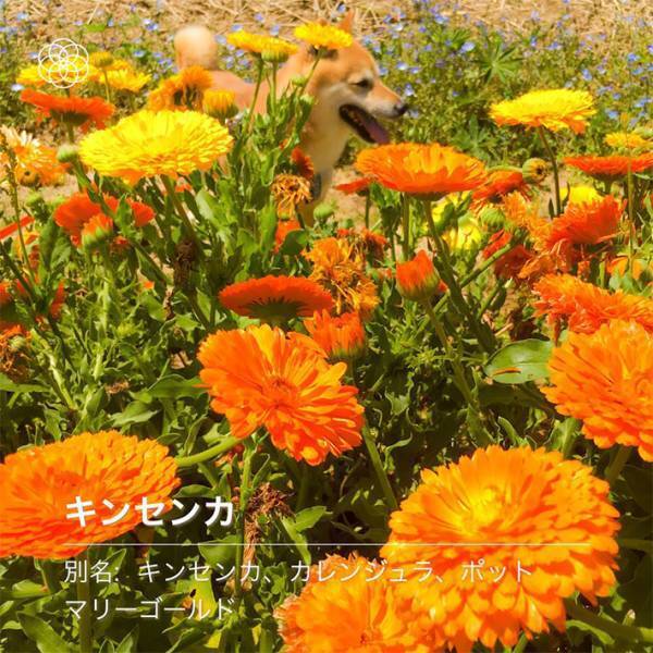 愛犬と散歩中、野花の名前をアプリで調べていると…　「完全に一致」「笑った」