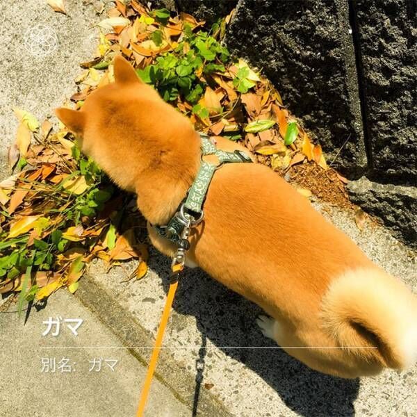 愛犬と散歩中、野花の名前をアプリで調べていると…　「完全に一致」「笑った」