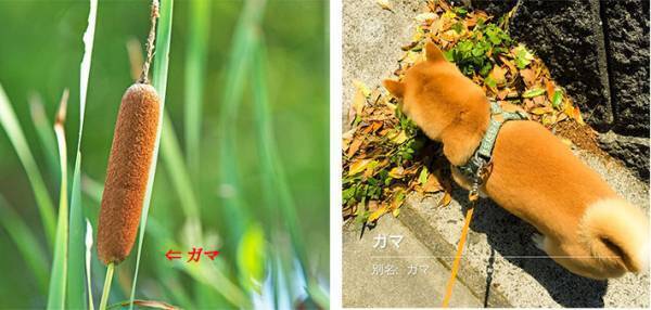 愛犬と散歩中、野花の名前をアプリで調べていると…　「完全に一致」「笑った」