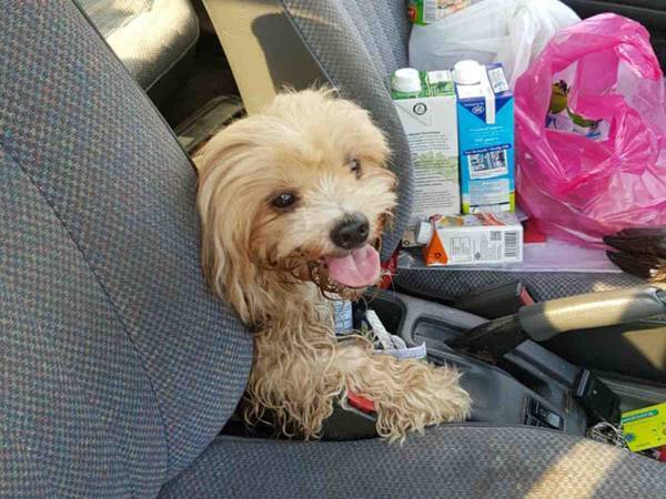 車道にいた犬を保護した男性　首輪に付いていた手紙を読んで思わず泣き出す