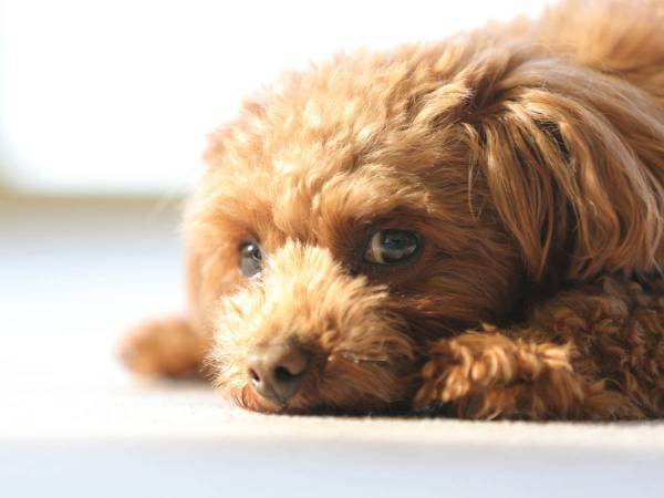 ペットが自分の体を通して私たちに伝えてくれることとは