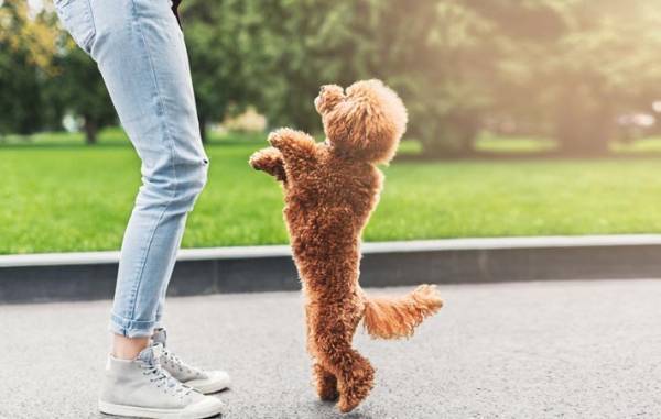 ペットが自分の体を通して私たちに伝えてくれることとは