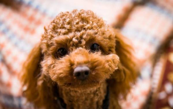 ペットが自分の体を通して私たちに伝えてくれることとは