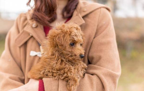 ペットが自分の体を通して私たちに伝えてくれることとは