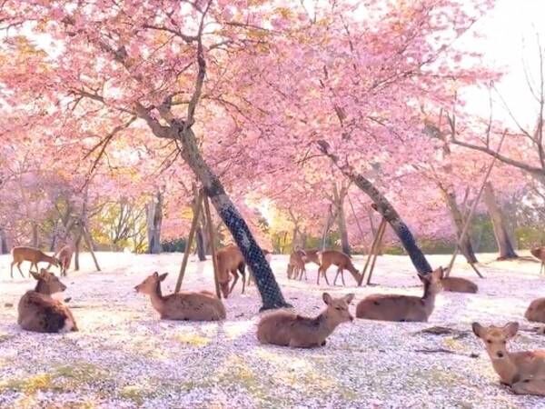 人気のない公園でくつろいでいたのは？　奈良県で撮影された『１本』に、心震える