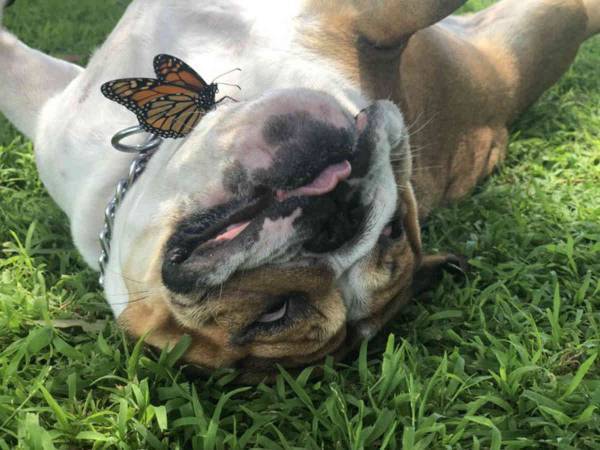 ブルドッグの顔にチョウが止まった　次の瞬間、犬がとった行動が優しすぎる