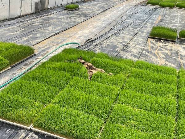 猫が気持ちよさそうに横たわる『場所』に、女性絶句…！　「自由奔放過ぎる」