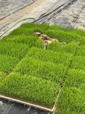 猫が気持ちよさそうに横たわる『場所』に、女性絶句…！　「自由奔放過ぎる」