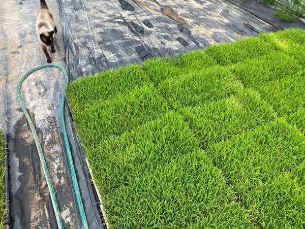 猫が気持ちよさそうに横たわる『場所』に、女性絶句…！　「自由奔放過ぎる」