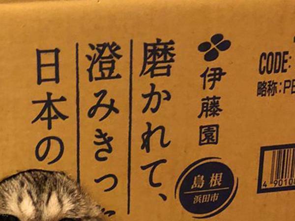 「まんまとやられたニャ…」　キャッチコピーにぴったりハマった姿に「吹いた」