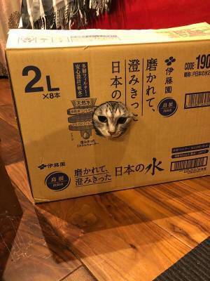 「まんまとやられたニャ…」　キャッチコピーにぴったりハマった姿に「吹いた」