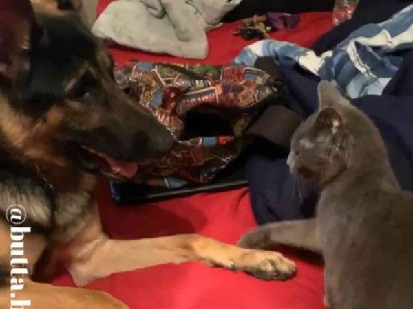 衝撃映像かと思ったわ！　仲よしの犬と猫が一緒に昼寝をする動画が心臓に悪い