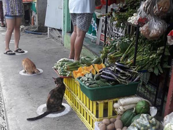 「ニャンてお行儀のよい…！」　路上で目撃された光景に、人間たちが絶賛
