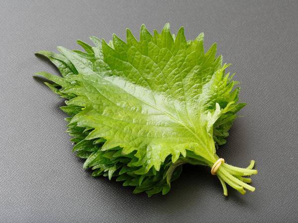 大葉の保存方法に「天才か」　余った大葉をシャキシャキのまま保存する方法