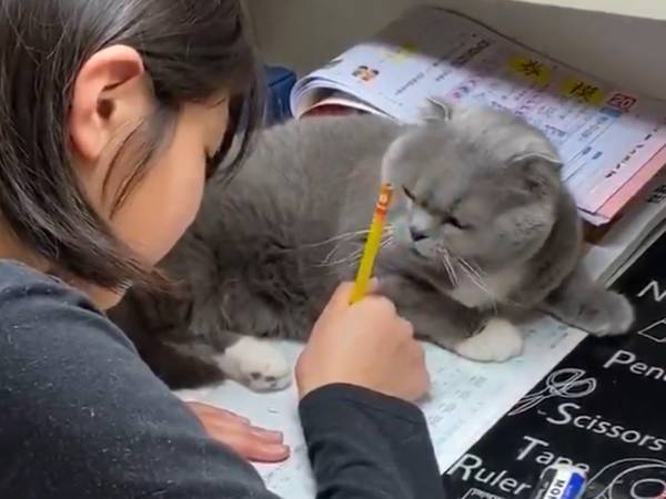 「毎日邪魔してるんだろな…」　宿題の邪魔をする猫が、憎めないかわいさ！