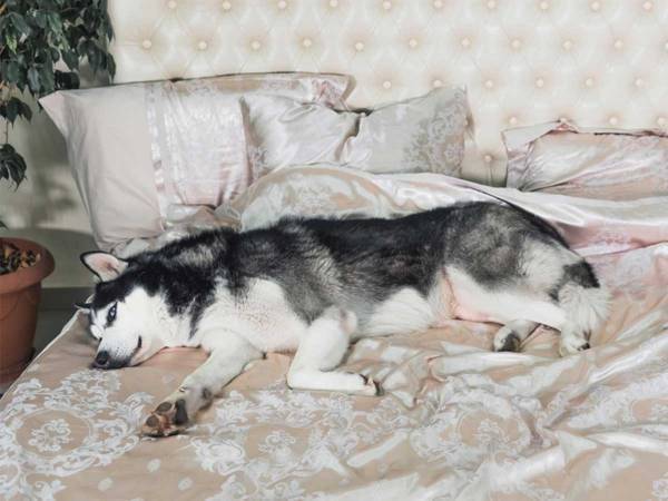 ベッドを占領したハスキー犬　子供が隣にやってくると…？