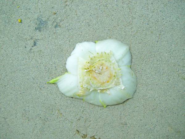 農家の人が撮影した『ある写真』に吹き出す人続出！　「切実なメッセージ…」