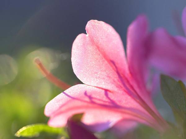 草花に軽くことばをかけて、花との対話を楽しむ『花ウンサー』