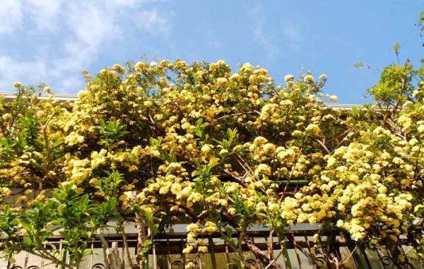 草花に軽くことばをかけて、花との対話を楽しむ『花ウンサー』
