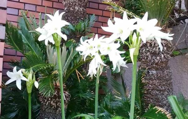 草花に軽くことばをかけて、花との対話を楽しむ『花ウンサー』